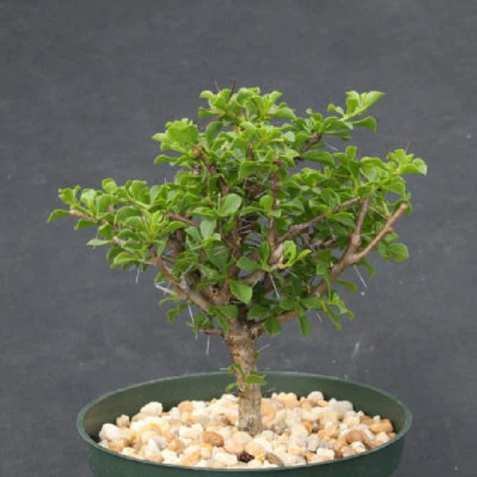 Pereskia portulacifolia 6” Live Rare Tree-Form Cactus Bonsai Plant for Collectors
