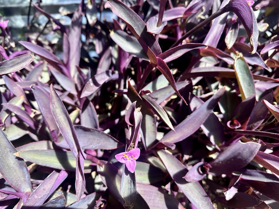 Purple Heart Tradescantia pallida – 8 Fresh Cuttings with Deep Purple Foliage, Easy-Rooting Tropical Vine