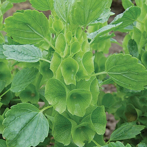 Bells of Ireland Seeds | NON-GMO Heirloom Vegetable Seeds | Moluccella laevis