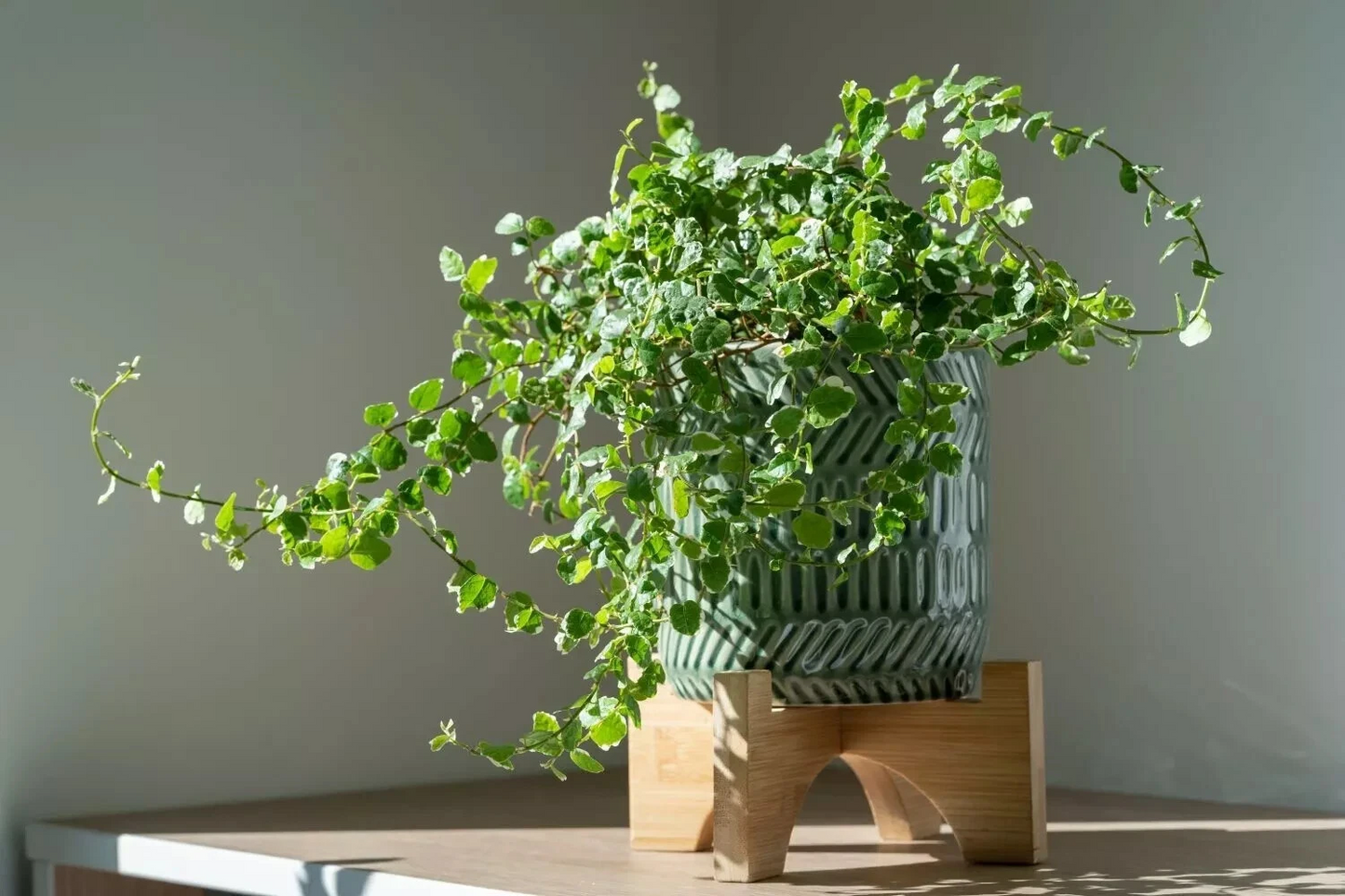 Creeping Fig Cuttings Set of 5 | Ficus pumila Unrooted Live Plant for Rooting & Grafting