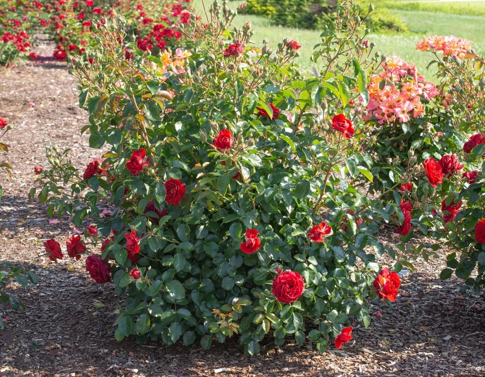 Canyon Road Floribunda Rose Cuttings – 6 Fresh Unrooted Stems with Bright Brick Red Blooms
