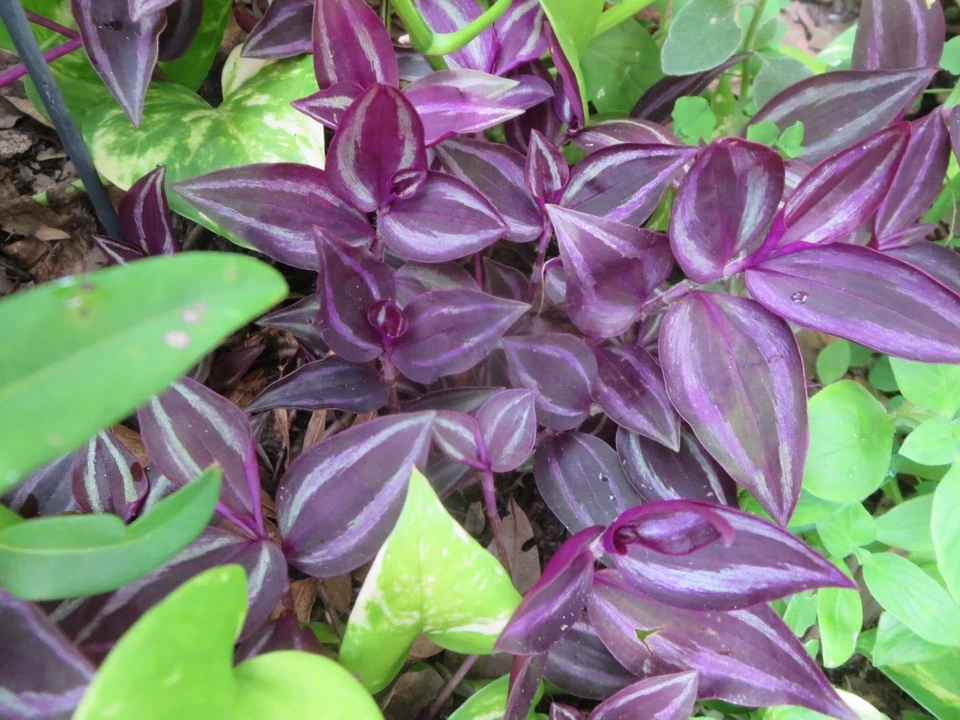 Wandering Jew Tradescantia Zebrina Burgundy 10 Unrooted Cuttings Live Houseplant for Indoor Propagation