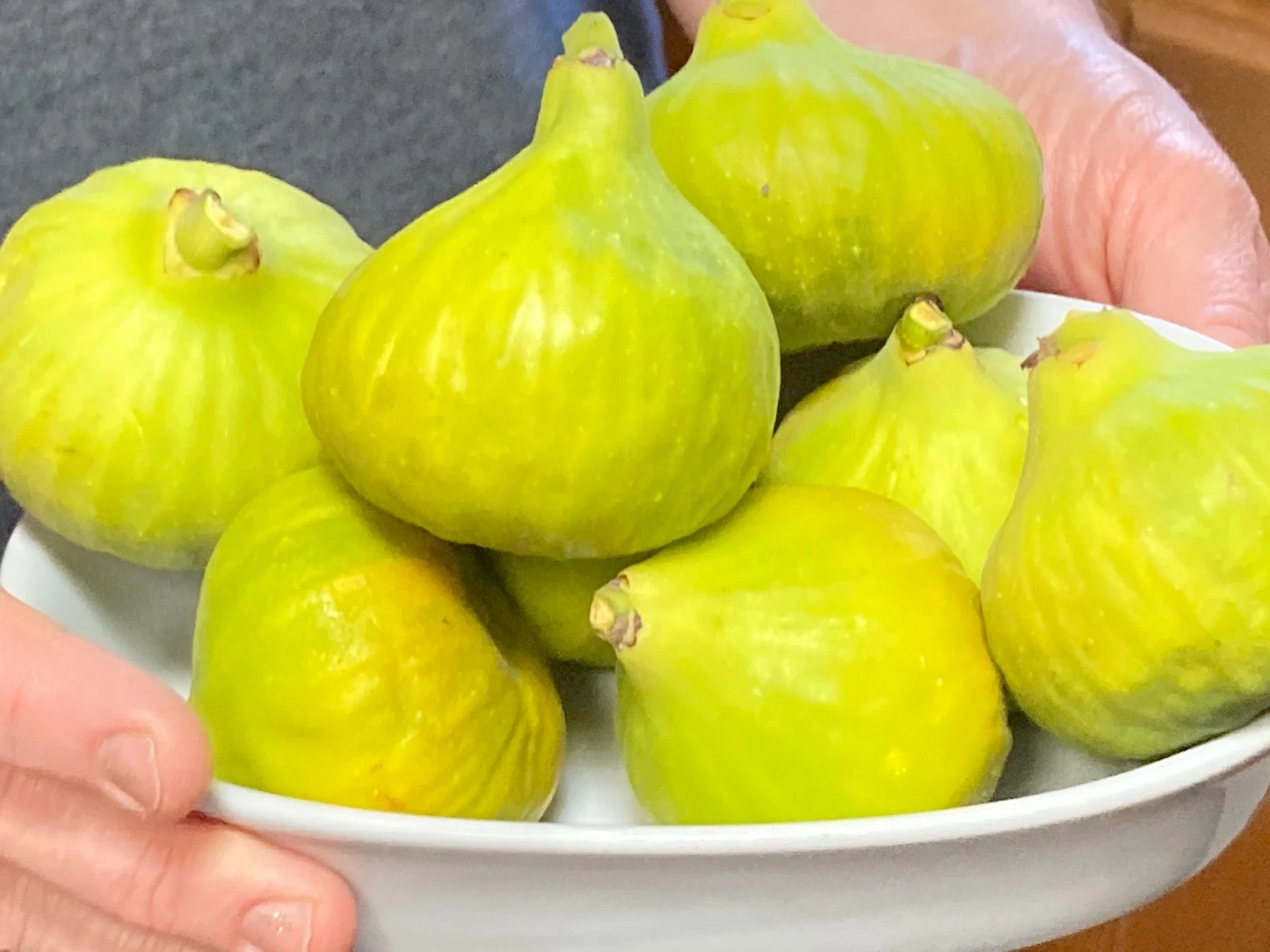 Unrooted Desert King Fig Tree Cuttings Set of 8 for Propagation Ficus carica ‘Desert King’ Fruit Tree