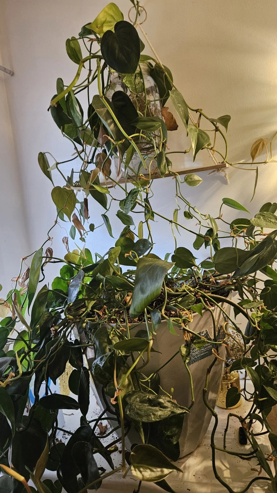 Pothos Plant Cuttings – Live Epipremnum aureum Trailing Houseplant for Indoor Growing