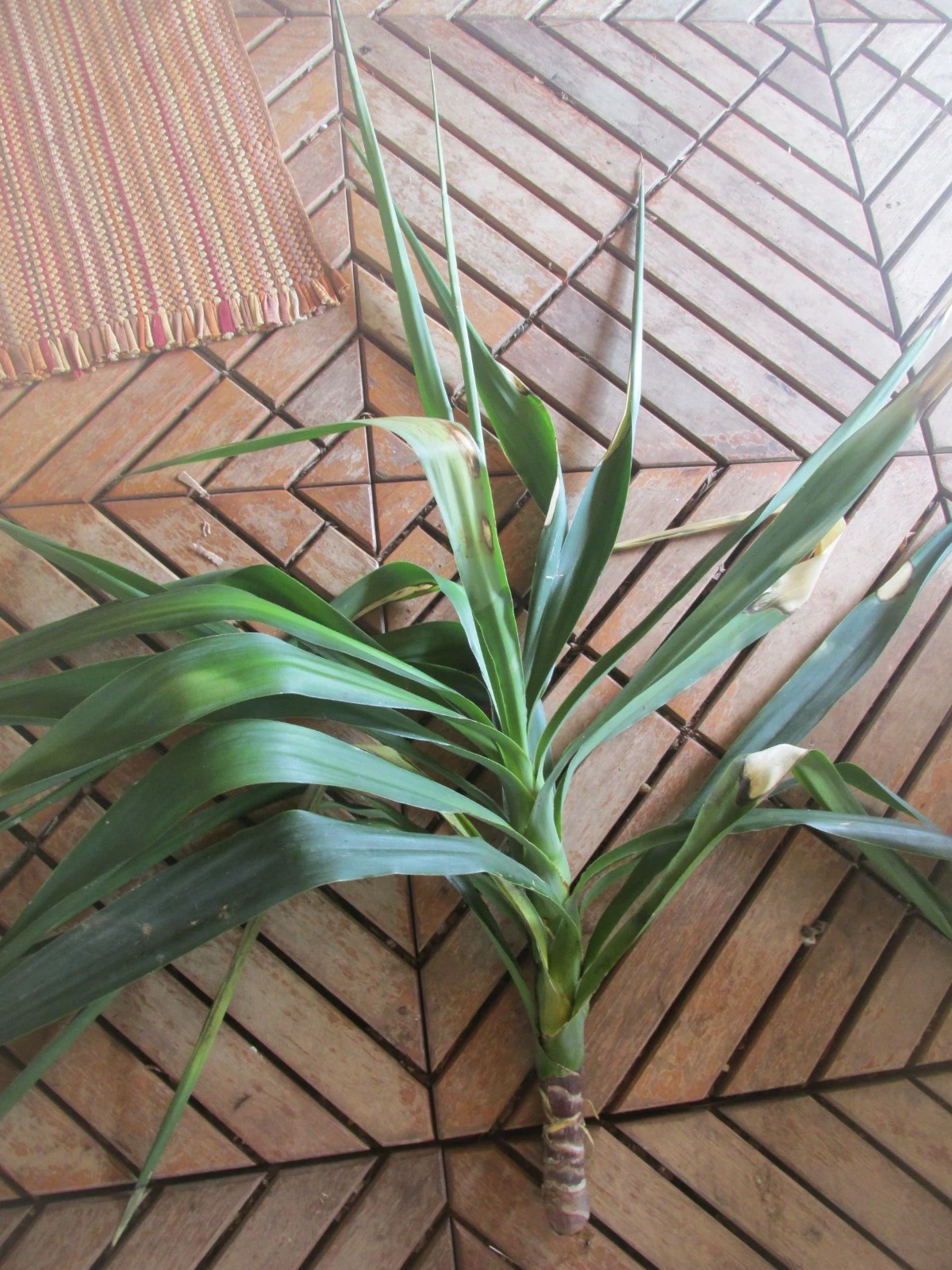 Large Live Rooted Yucca Tree Branch Cuttings for Planting – Ornamental Perennial, Green Foliage, Suitable for Outdoor & Container