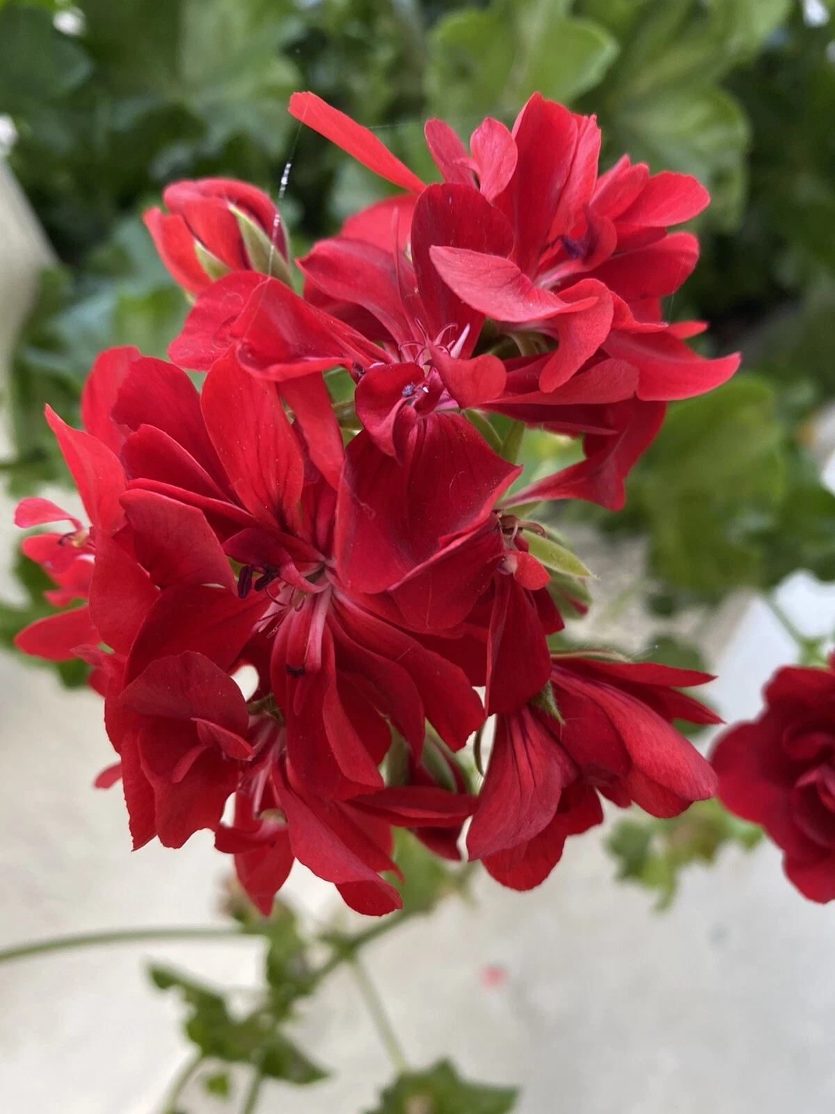 Red Geranium Cuttings – 6 Unrooted Pelargonium spp. Flowering Plant for Propagation, Bright Red Blooms