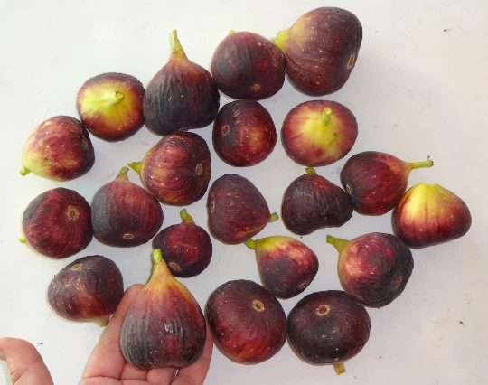 Magnolia Fig Tree Cuttings – 3 Fresh Unrooted Ficus carica Cuttings for Zones 6–11