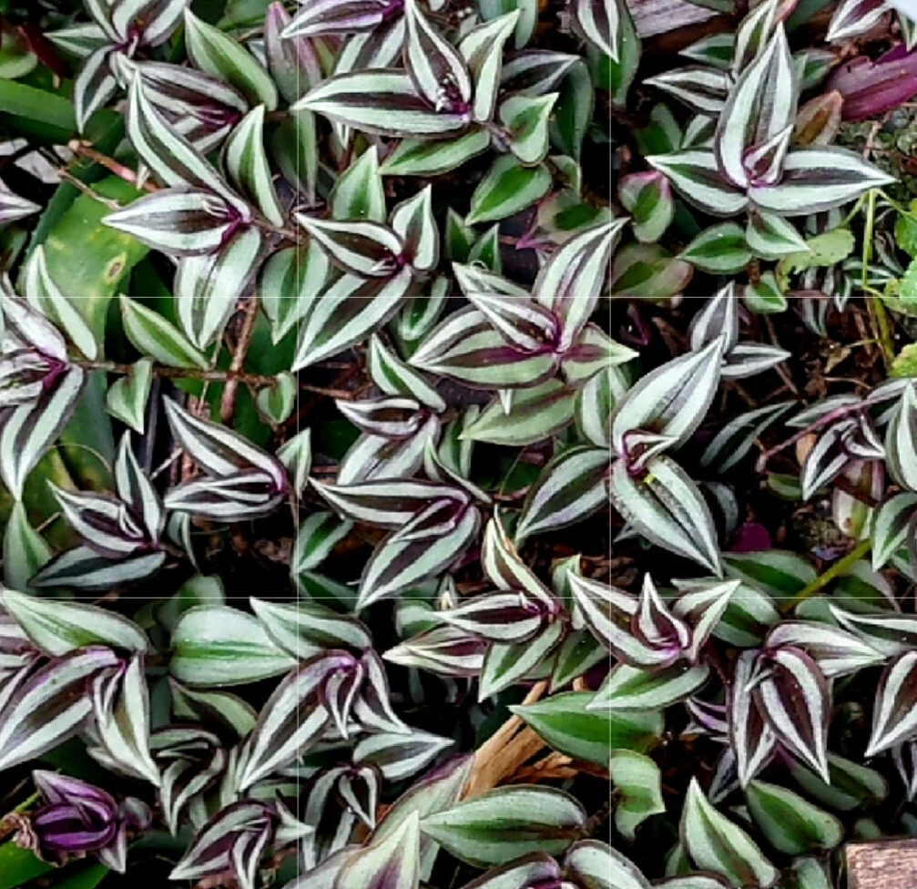 Tradescantia Zebrina Silver Plus Cuttings – 12 Live Unrooted Trailing Houseplant Stems for Propagation