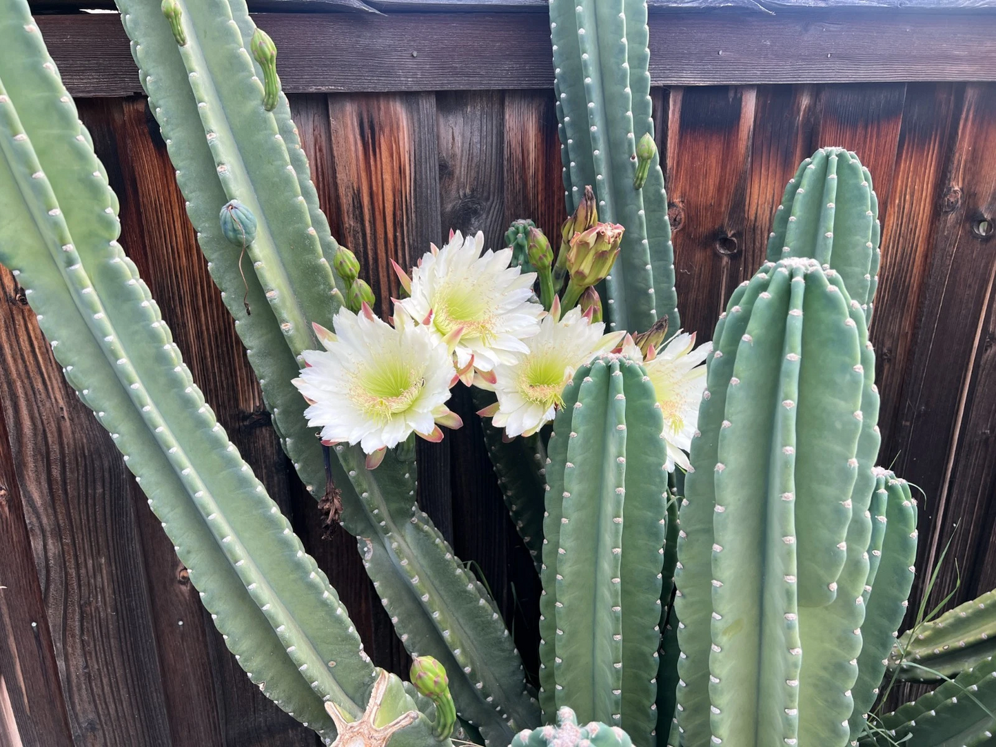 Senita Peruvianus Cactus Cutting – 12 Inch Night Blooming Succulent, Unrooted Pachycereus spp. Columnar Plant for Outdoor or Container Growing
