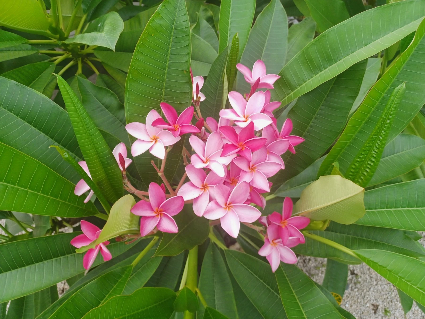 Fresh Plumeria Cuttings for Planting – Unrooted Frangipani Stems, Color as Shown, Tropical Flowering Plant
