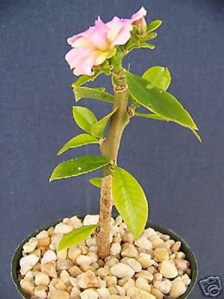 Pereskia grandifolia Live Cactus Plant in 4-Inch Pot – Succulent Caudex Bonsai Style