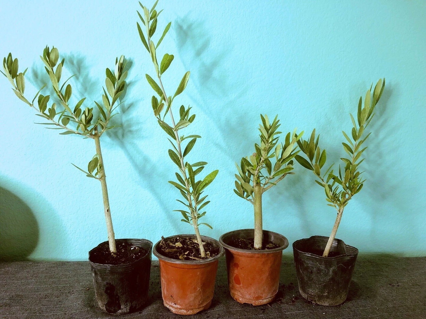 Olive Tree Live Plants – Fully Rooted Cuttings, 6–12 Inch Olea europaea Starter Trees for Garden or Container