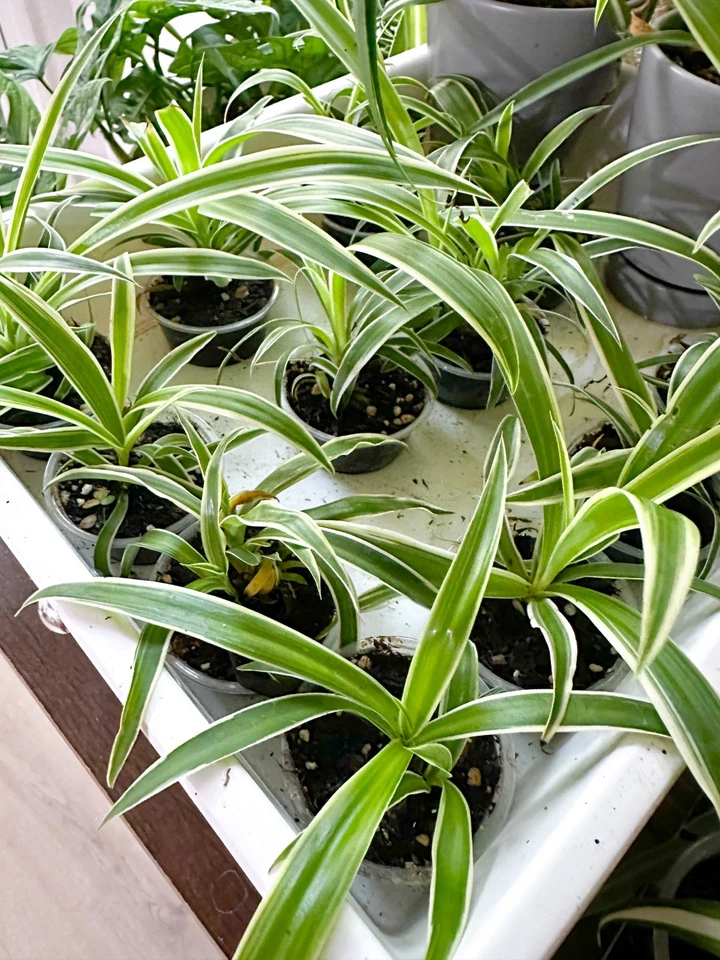 Reverse Variegated Spider Plant Cutting | Live Chlorophytum comosum Houseplant Starter