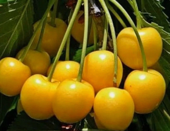 Yellow Cherry Tree Cuttings – Unrooted Grafting or Rooting Propagation – Donissens, Paula & Alexanders Prunus avium