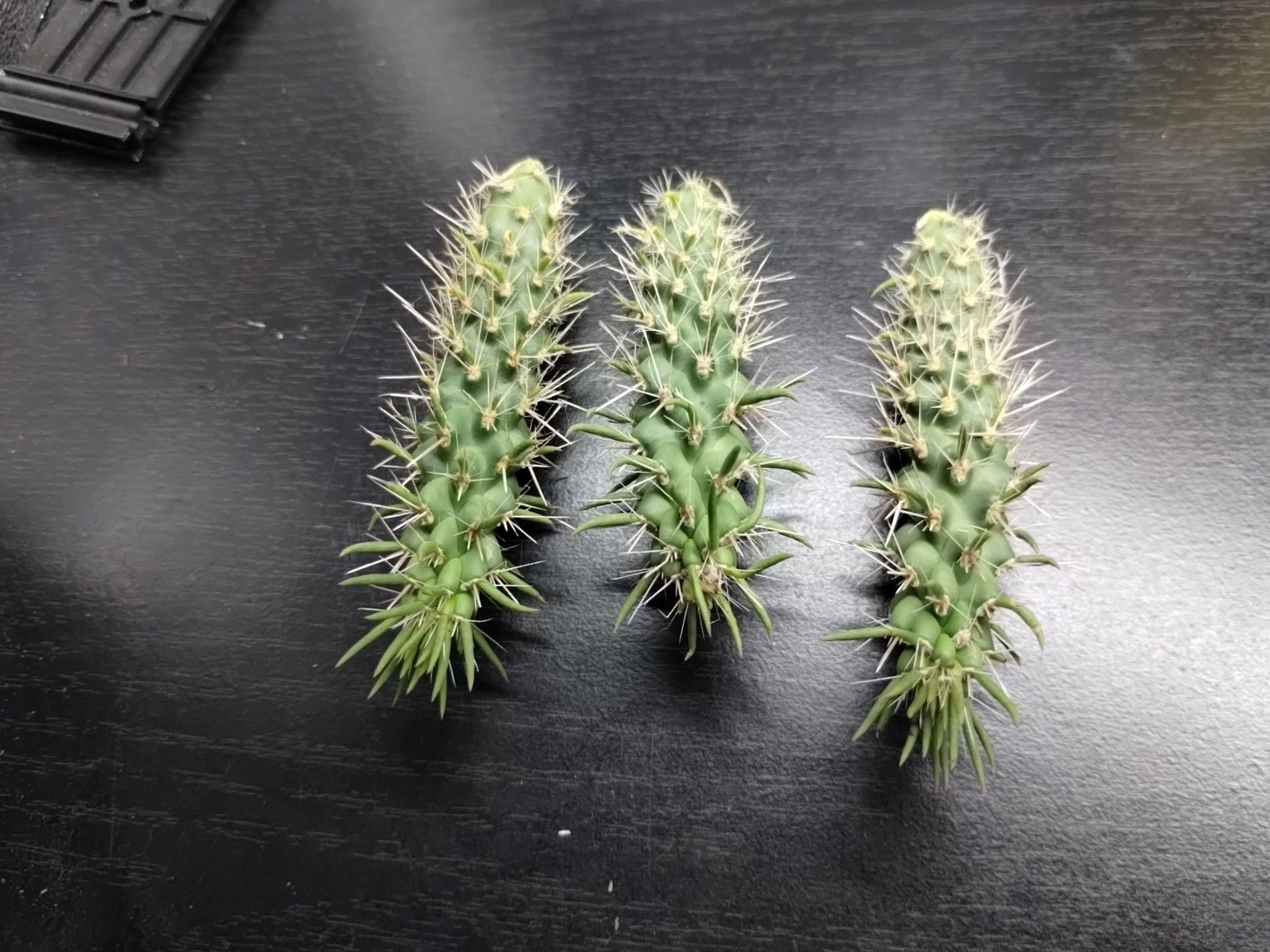 Jumping Cholla Cactus Cutting – Cylindropuntia fulgida – Live Desert Cactus for Xeriscape & Arid Gardens