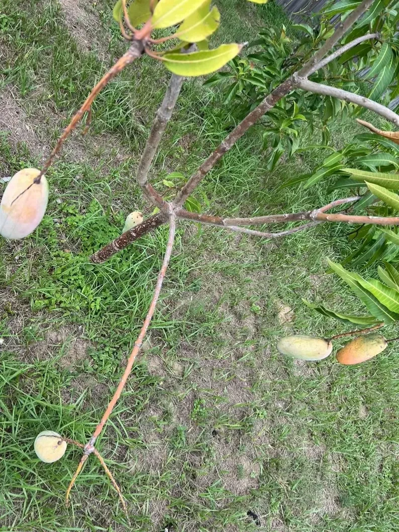 Mahachanok Mango Cutting – Premium Thai Mangifera Indica Unrooted Stem for Grafting in Warm Climates