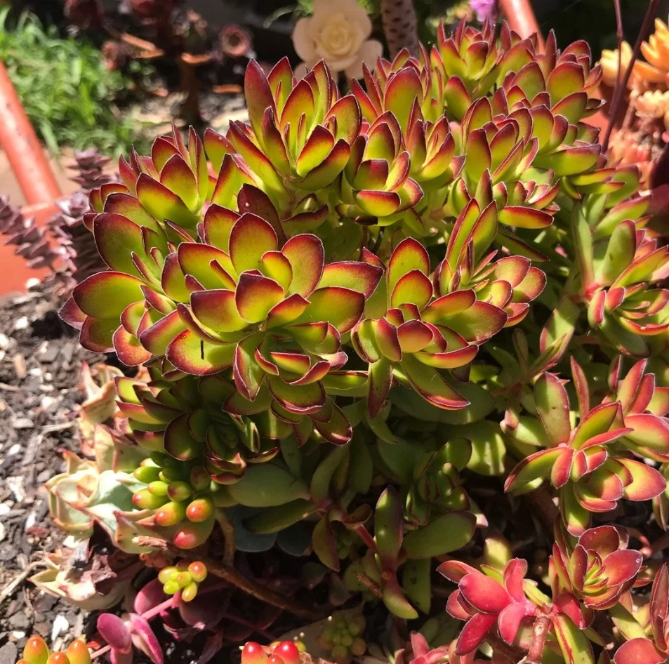 Crassula rubricaulis ‘Butterfly Bush’ Live 2" Succulent Plant with Red-Edged Foliage for Pots & Rock Gardens