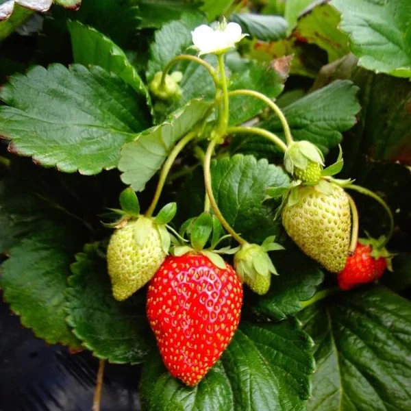 Bare Root Strawberry Plants – Fort Laramie Everbearing Variety, Cold Hardy, 50 Live Plants for Garden & Raised Beds