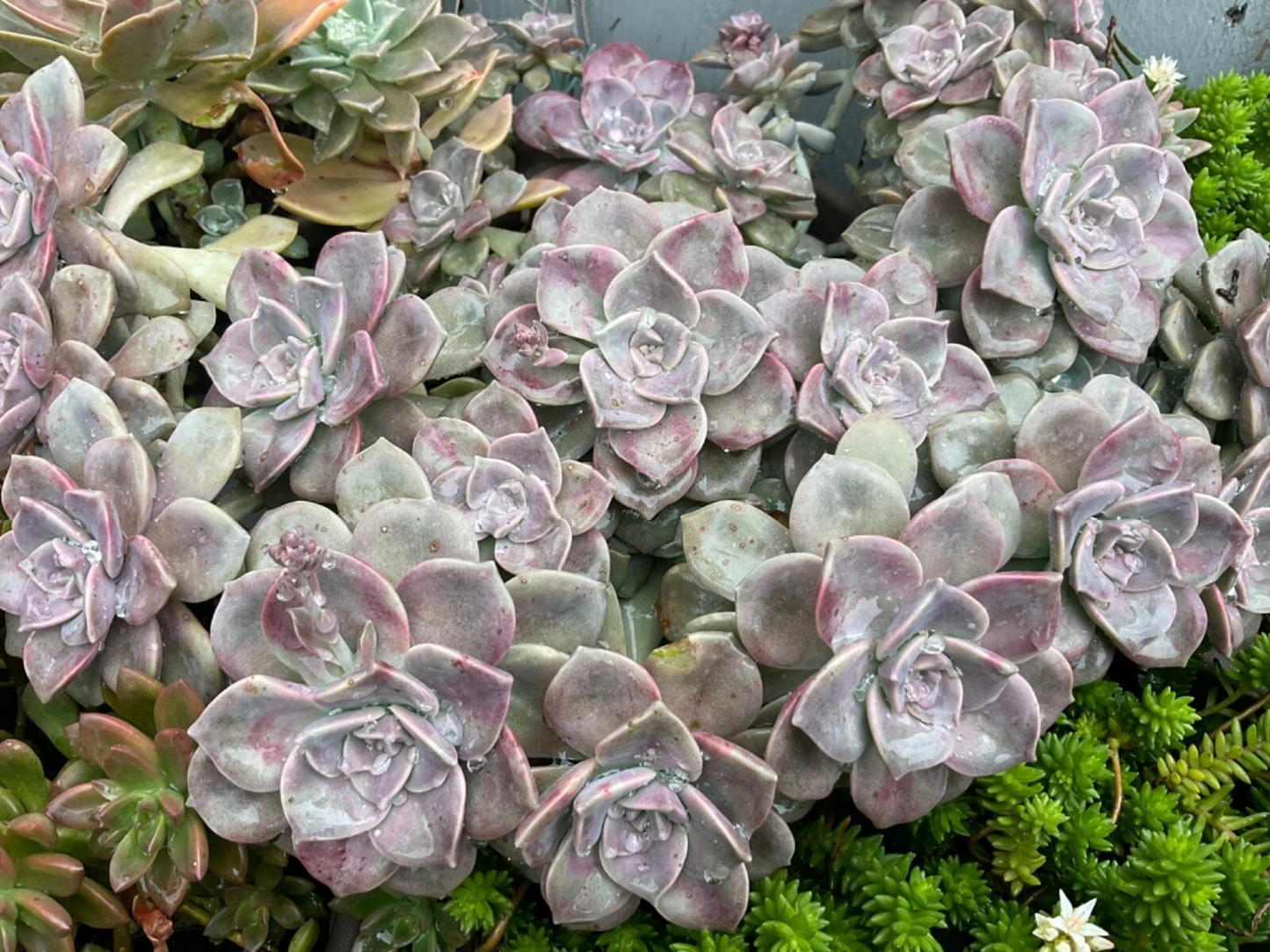 Succulent Cuttings - Graptopetalum ‘Purple Delight’ Lavender Rosettes, Easy-Rooting, Drought-Tolerant, for Pots & Arrangements