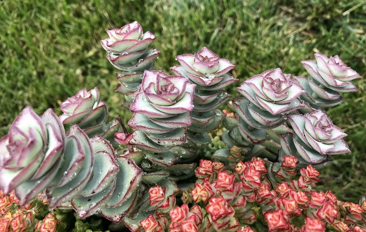 Crassula Perforata ‘String of Buttons’ – 2 Fresh 3–4" Cuttings, Easy to Root Succulent Stems