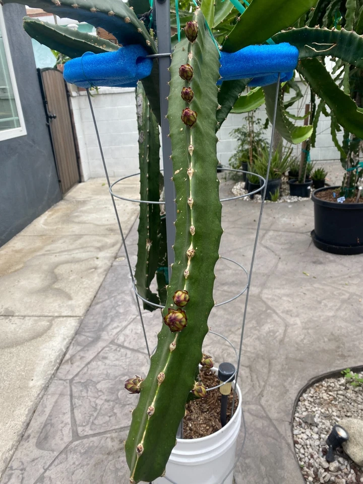 Dragon Fruit Cuttings – 3 Live Pitaya Climbing Cactus Propagation Material, Unrooted Hylocereus spp.