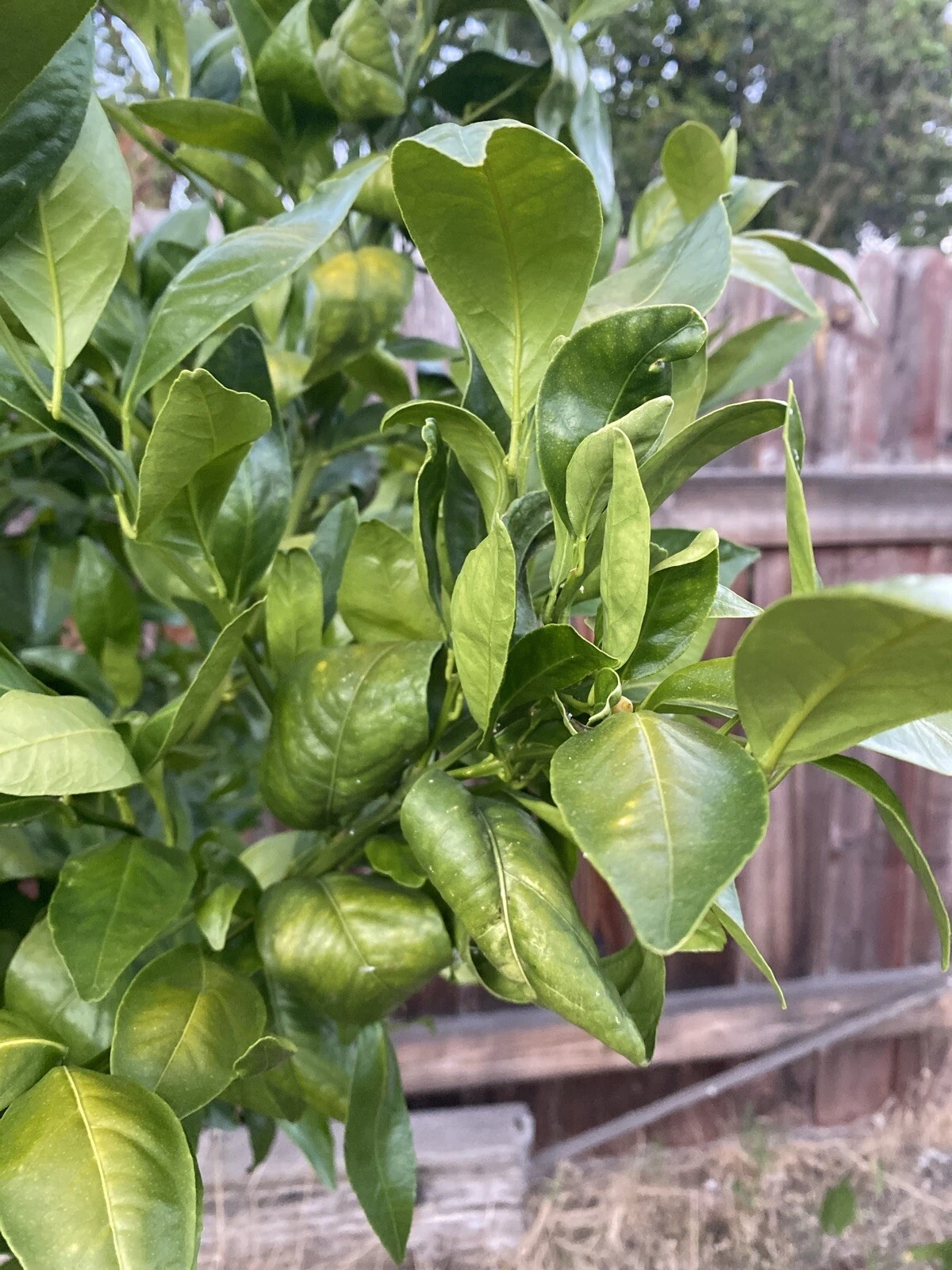 Unrooted Pixie Mandarin Citrus reticulata Cutting Pack for Propagation and Grafting