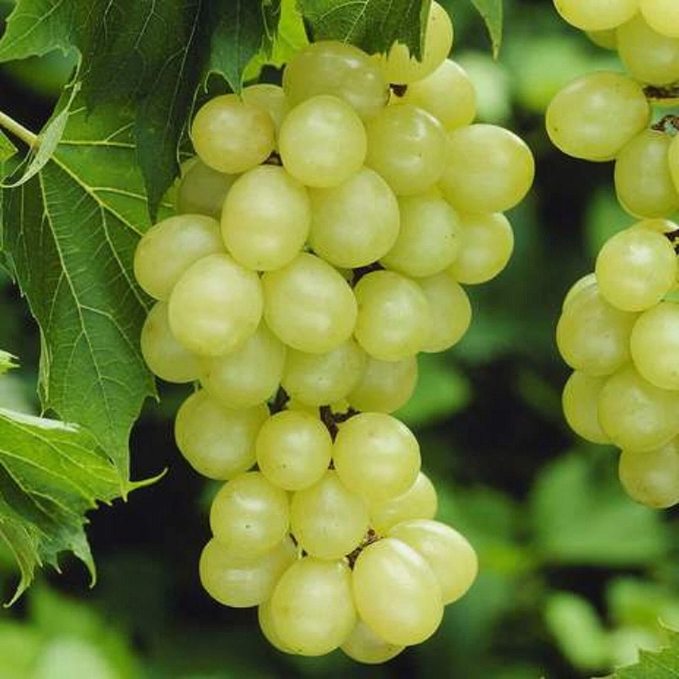 Niagara Grape Cuttings – 7 Unrooted Vitis spp. ‘Niagara’ for Rooting, Home Garden Grape Vine Propagation