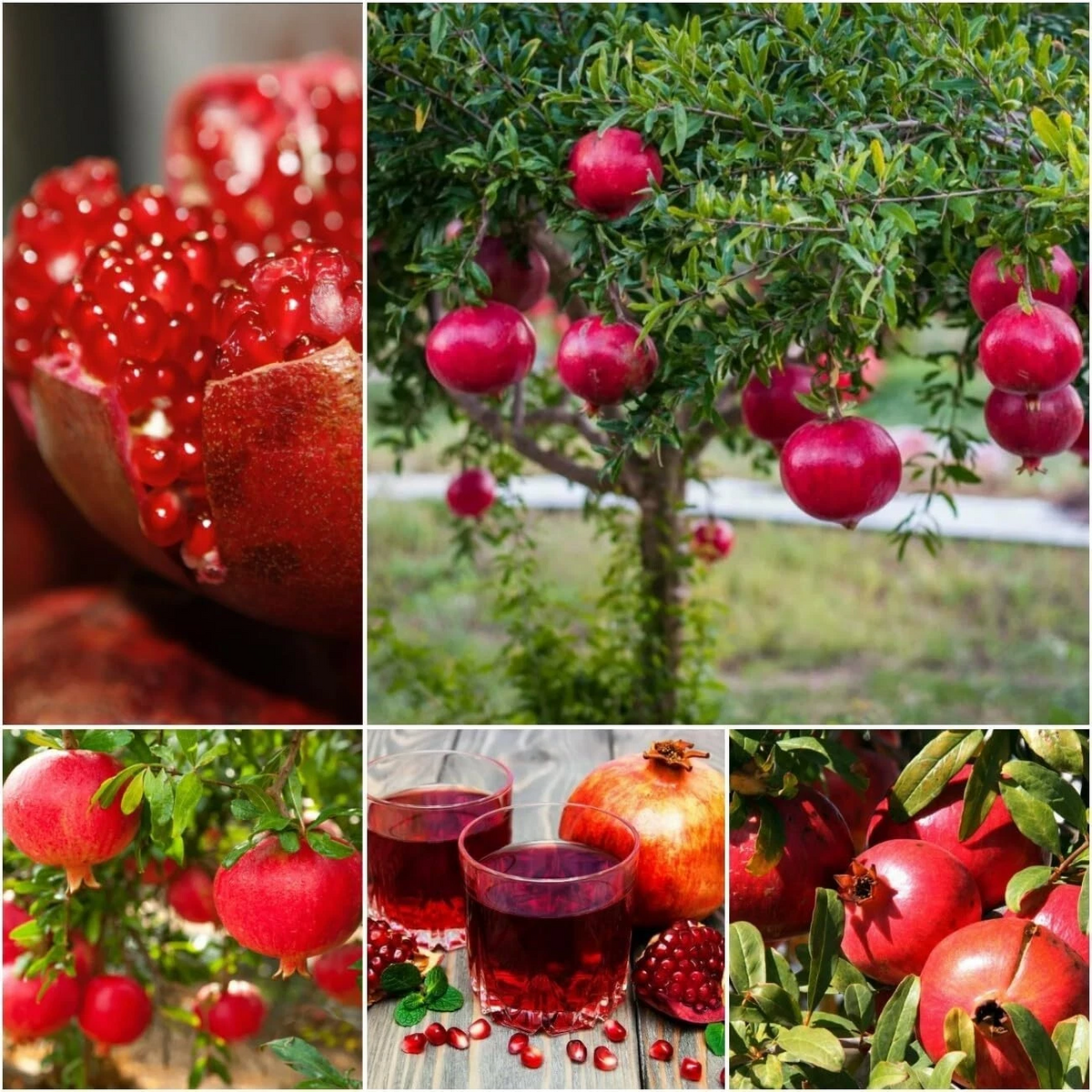 10 Pomegranate Tree Cuttings – Punica Granatum Hardwood Cuttings from 2 Identified Varieties