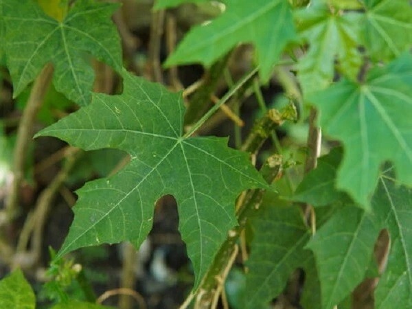 Chaya Tree Spinach Cuttings - 8 Organically Grown 8-10 Inch Cnidoscolus aconitifolius Cuttings for Warm Climates