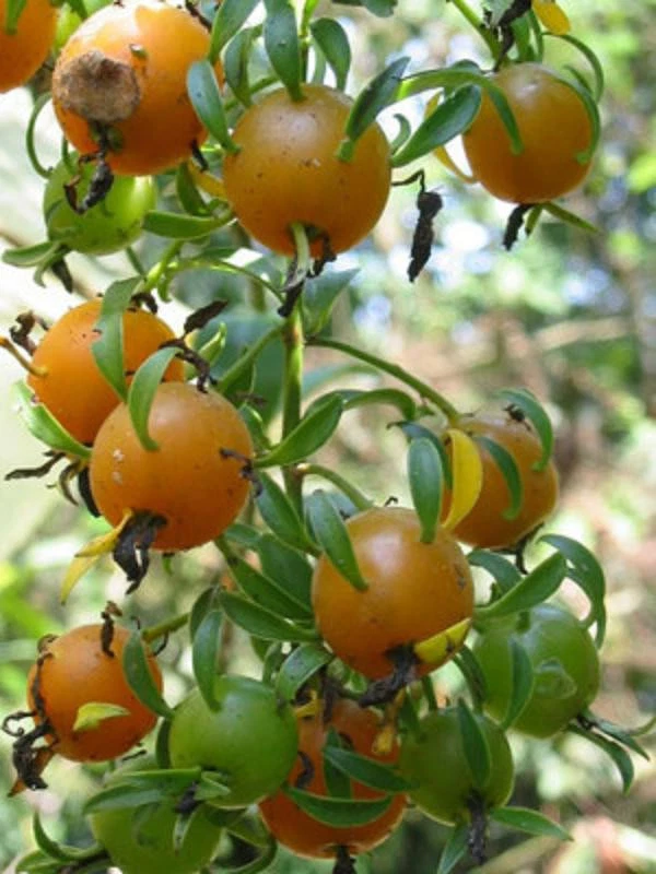 Variegated Pereskia aculeata ‘Gold’ – Rare 4-Inch Potted Vining Cactus with Bright Yellow-Green Foliage