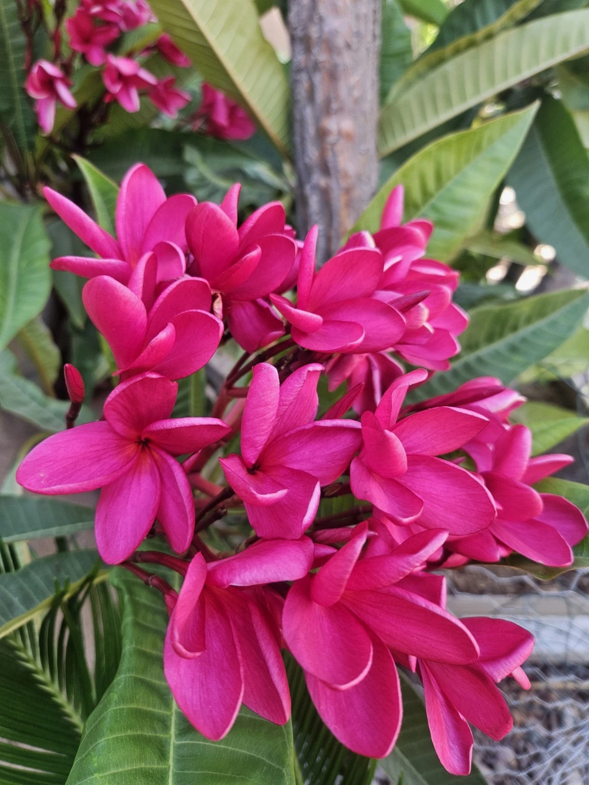Red Plumeria Cutting – 12 Inch Unrooted Stem for Propagation, Tropical Frangipani Tree, Full Sun, Well-Draining Soil