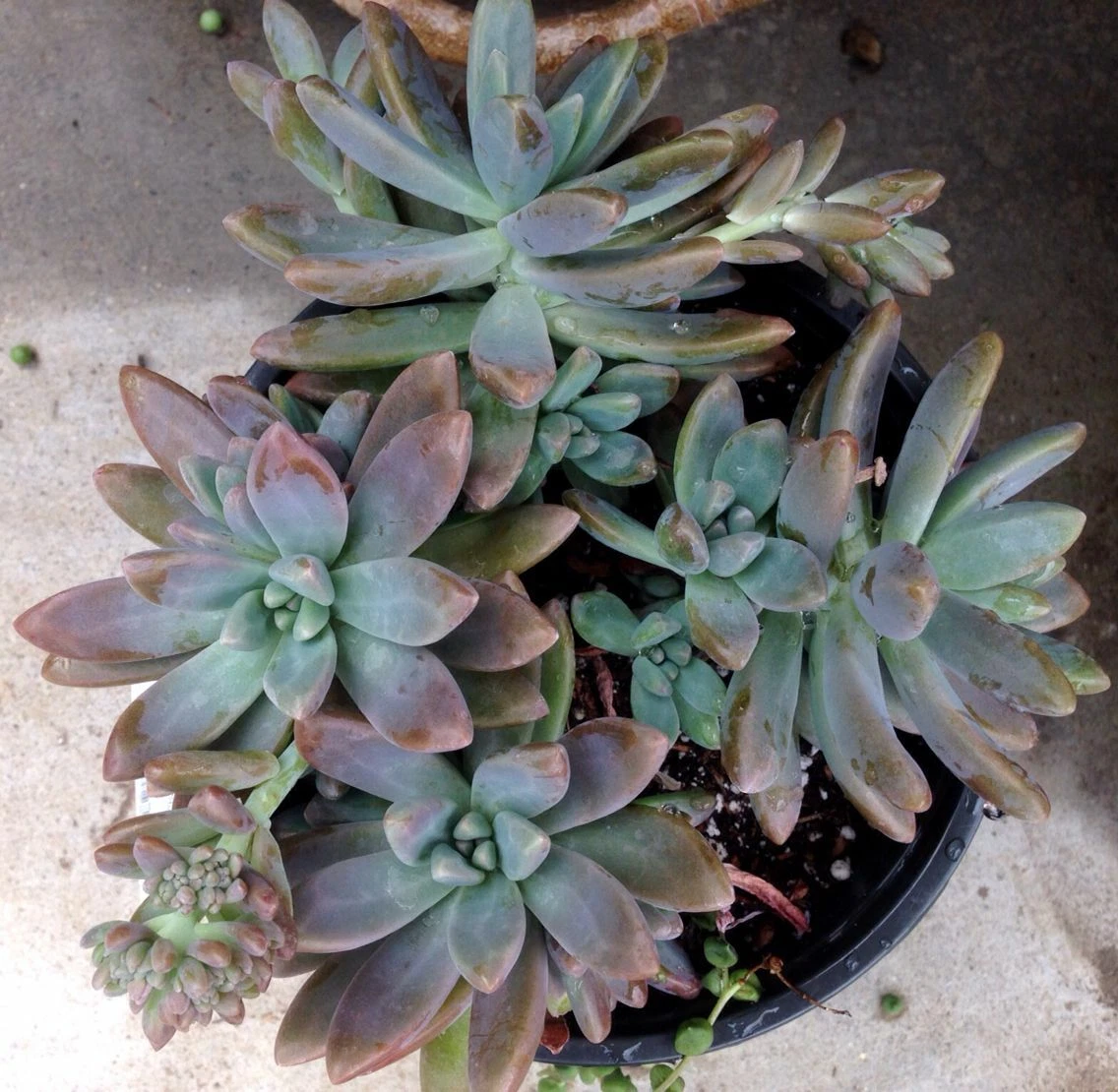 Succulent Cuttings | Pachyveria Blue Pearl | 3 Unrooted Rosette Cuttings | Blue-Gray Foliage | Propagation Starter