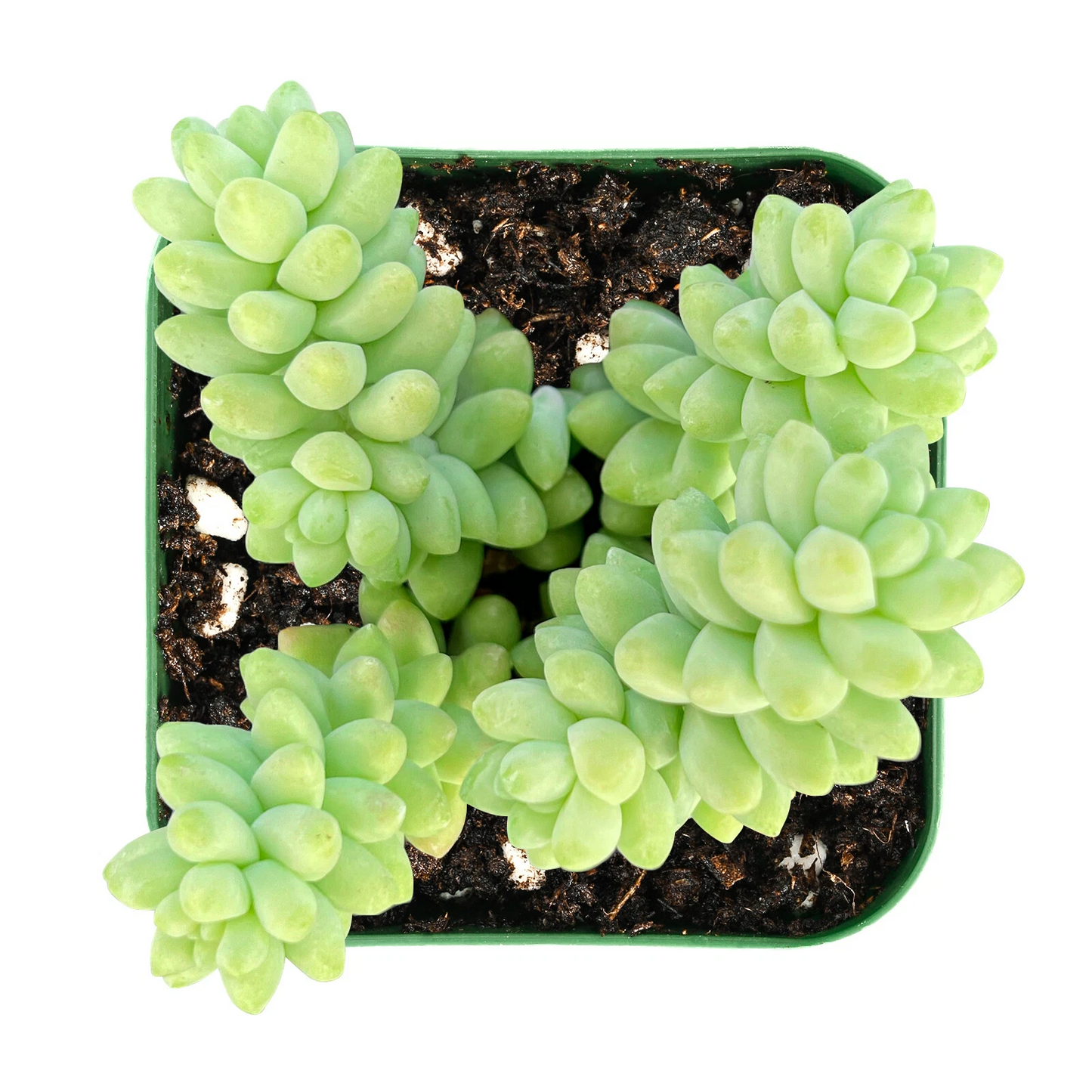 Succulent Plant - Burro’s Tail (Sedum morganianum) Trailing in 2-Inch Pot, Live Rooted Donkey’s Tail for Hanging & Containers