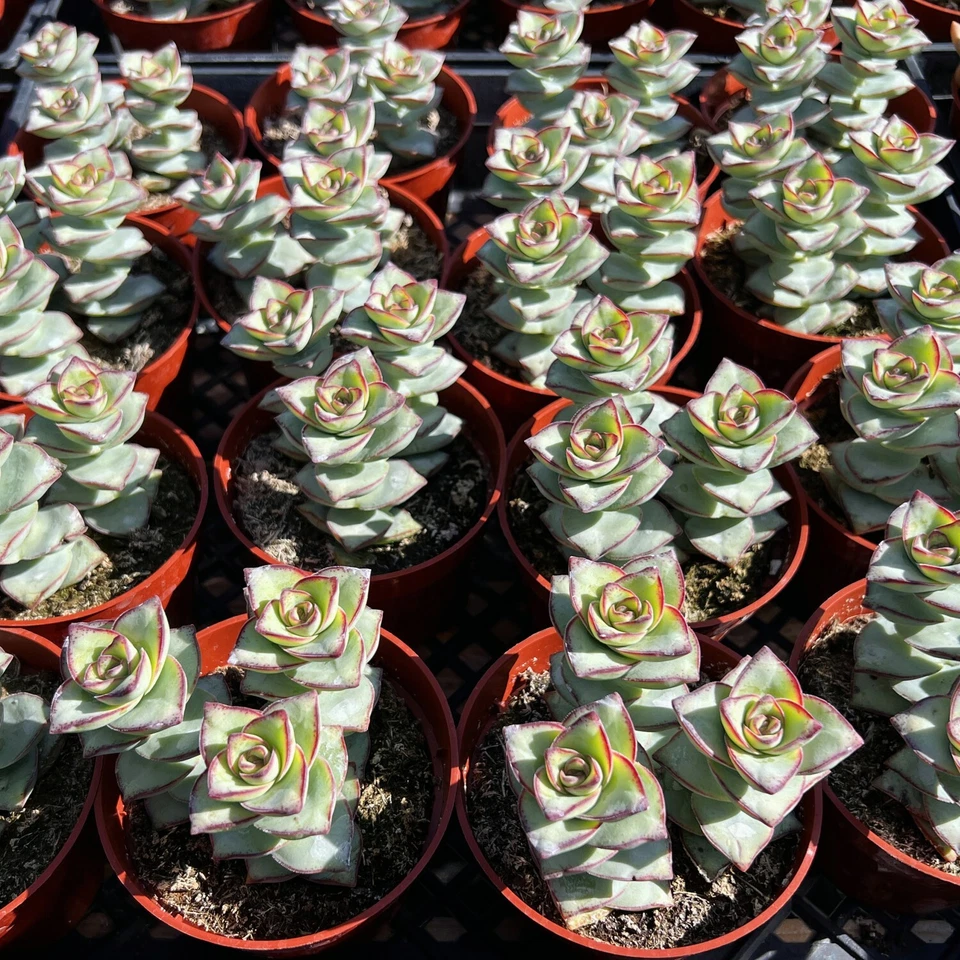 Succulent Plant | 4-Inch Potted Crassula perforata 'String of Buttons' | Easy-Care Indoor or Outdoor Decorative Succulent