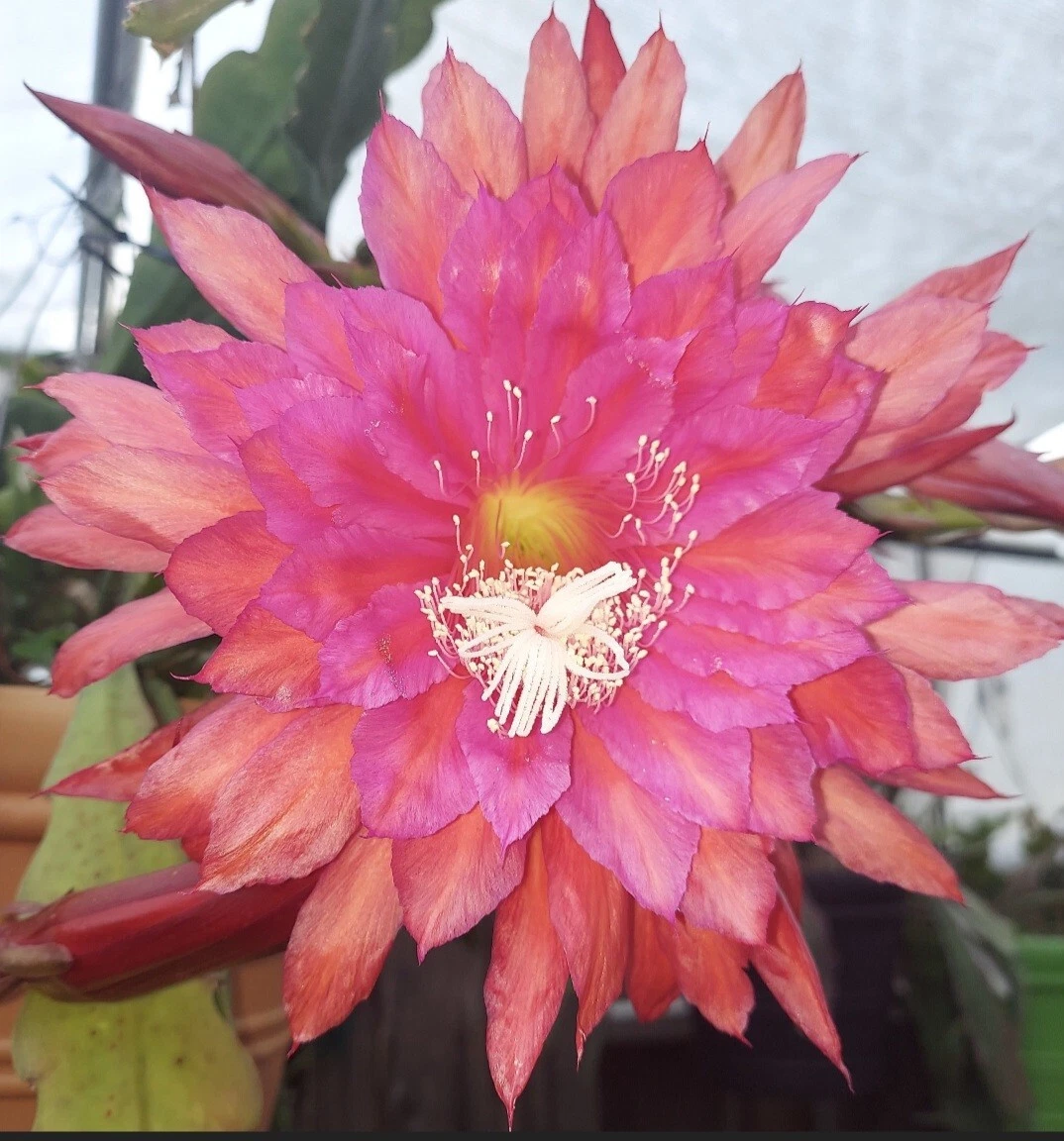 Epiphyllum 'Slightly Sassy' Orchid Cactus Cutting – Unrooted Succulent for Large Showy Flowers, Trailing Growth, Epiphytic Cultivar