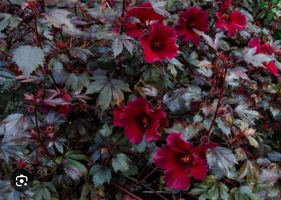 Hardy Hibiscus Plant – Small Rooted Starter – Mahogany Splendor – Hibiscus moscheutos – Red Foliage