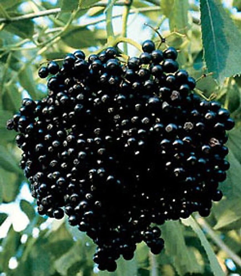 Elderberry Cuttings for Planting – 10 Unrooted Sambucus spp. Stem Cuttings for Propagation