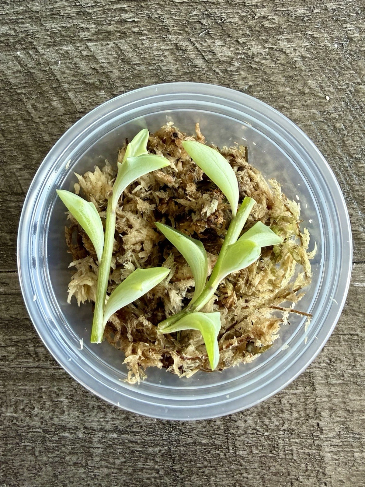 String of Dolphins Succulent Cuttings in Propagation Cup – Curio × peregrinus, Trailing Dolphin-Shaped Foliage, Unrooted Planting Material