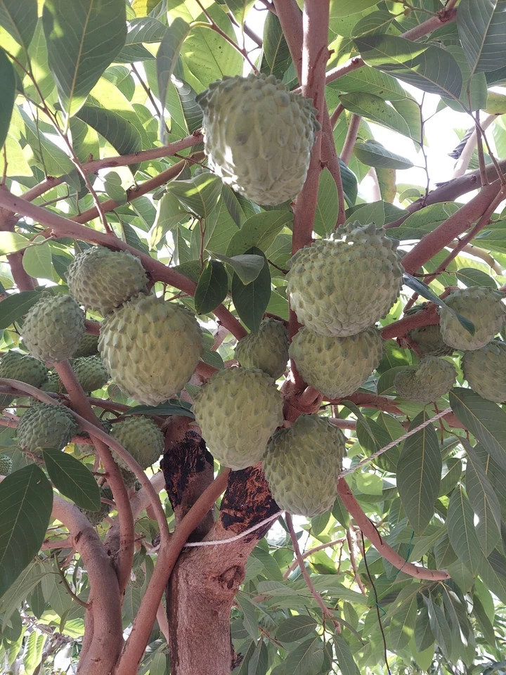 Cherimoya Live Cuttings – 10 Organic Annona cherimola Sticks, 8 Inch Fruit Tree Propagation Material