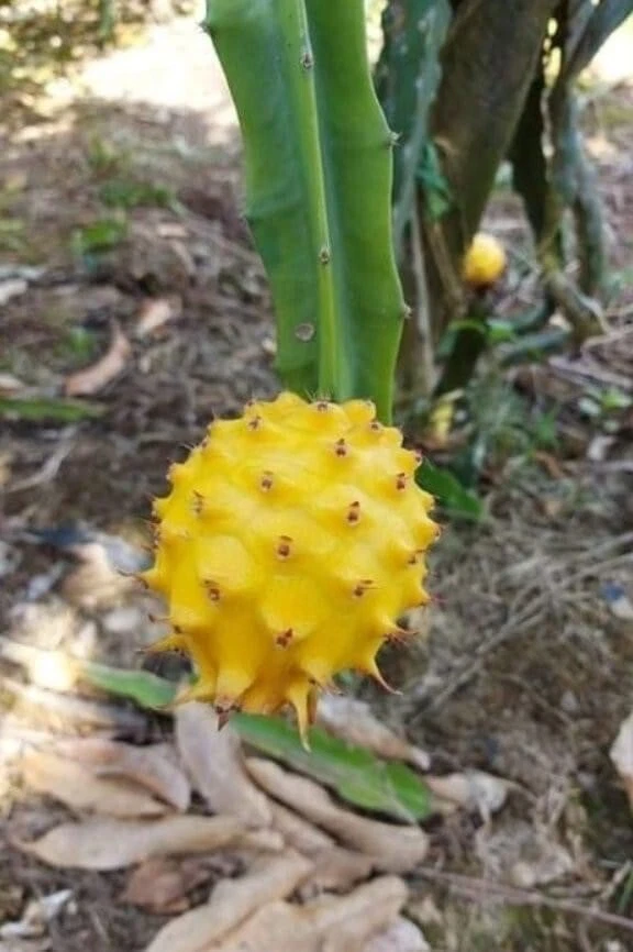 Yellow Dragon Fruit Cutting Palora – 8-12 Inch Selenicereus Megalanthus Pitaya Propagation Planting