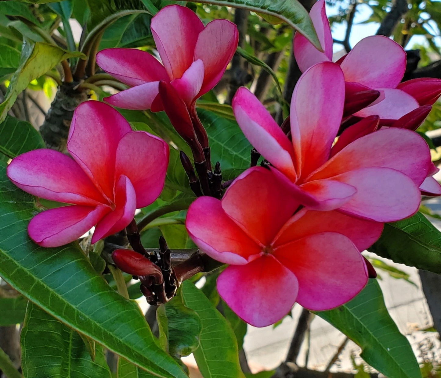 Plumeria Cutting – Pink with Light Orange Hues, 7–12 Inches, Unrooted Frangipani Propagation Plant
