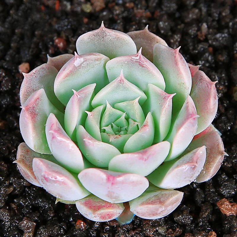 Echeveria Gilo Succulent – 2 Inch Potted Rosette Houseplant – Live Rooted Plant for Indoor & Outdoor Display