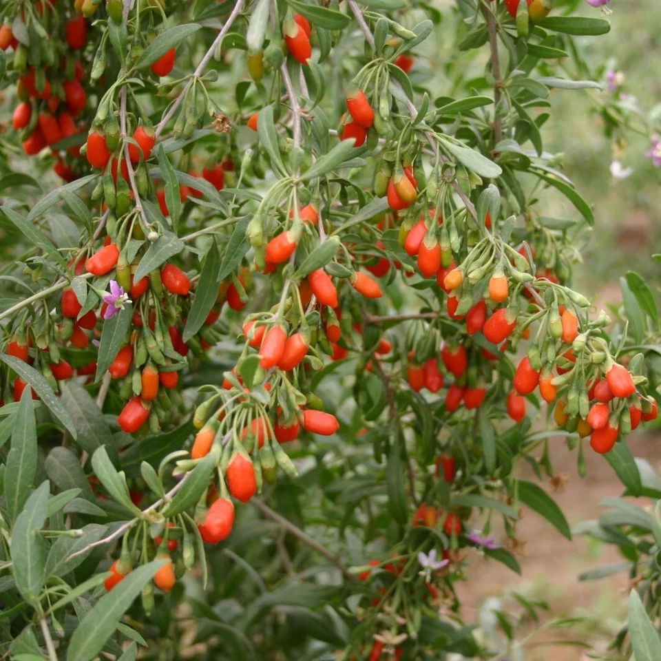 Goji Berry Live Plant – 6-Inch Potted Cutting Lycium barbarum Fruit Shrub for Edible Garden and Landscape