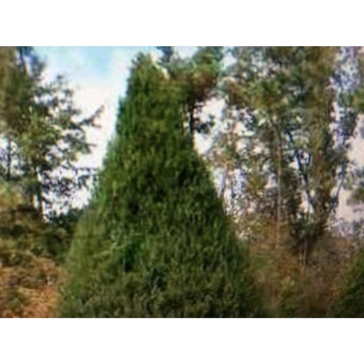 Eastern Red Cedar Cuttings 8 Live Unrooted Stem Propagation Juniperus virginiana Native Evergreen Tree