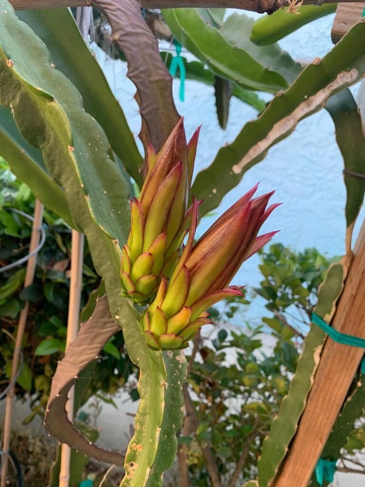 Dragon Fruit Cuttings 6 Pack Asunta Variety Unrooted Pitaya Stems Climbing Cactus