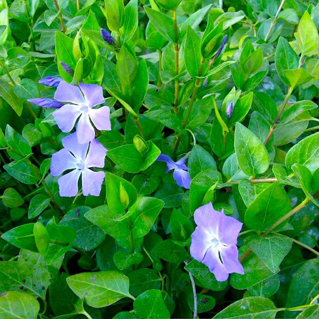 Vinca Major Periwinkle Rooted Cuttings – 10 Live Groundcover Plants, Purple Flowers, Trailing, Evergreen Foliage, Garden & Container Use