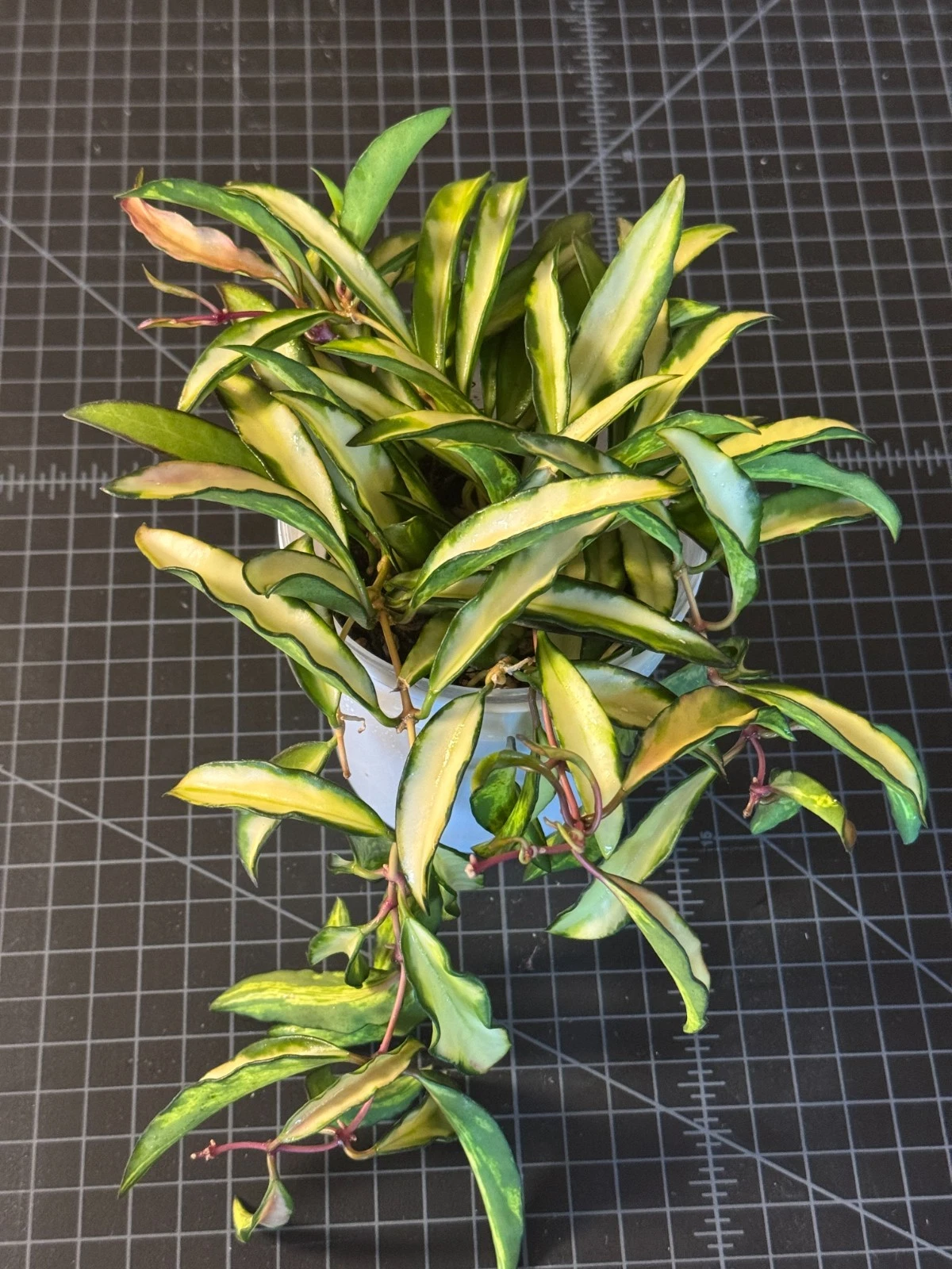 Hoya Kentiana Inner Variegated Cutting – 3 Node Live Vining Wax Plant for Indoor Propagation