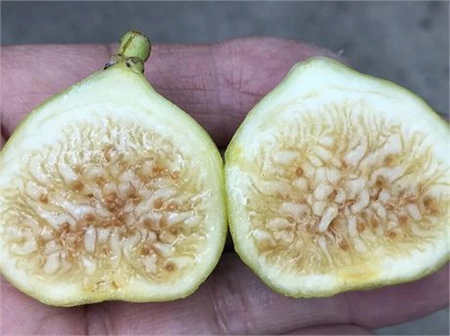 White Marseilles Fig Cutting – Ficus carica Hardwood Cutting with 3+ Nodes, 8 Inch for Propagation