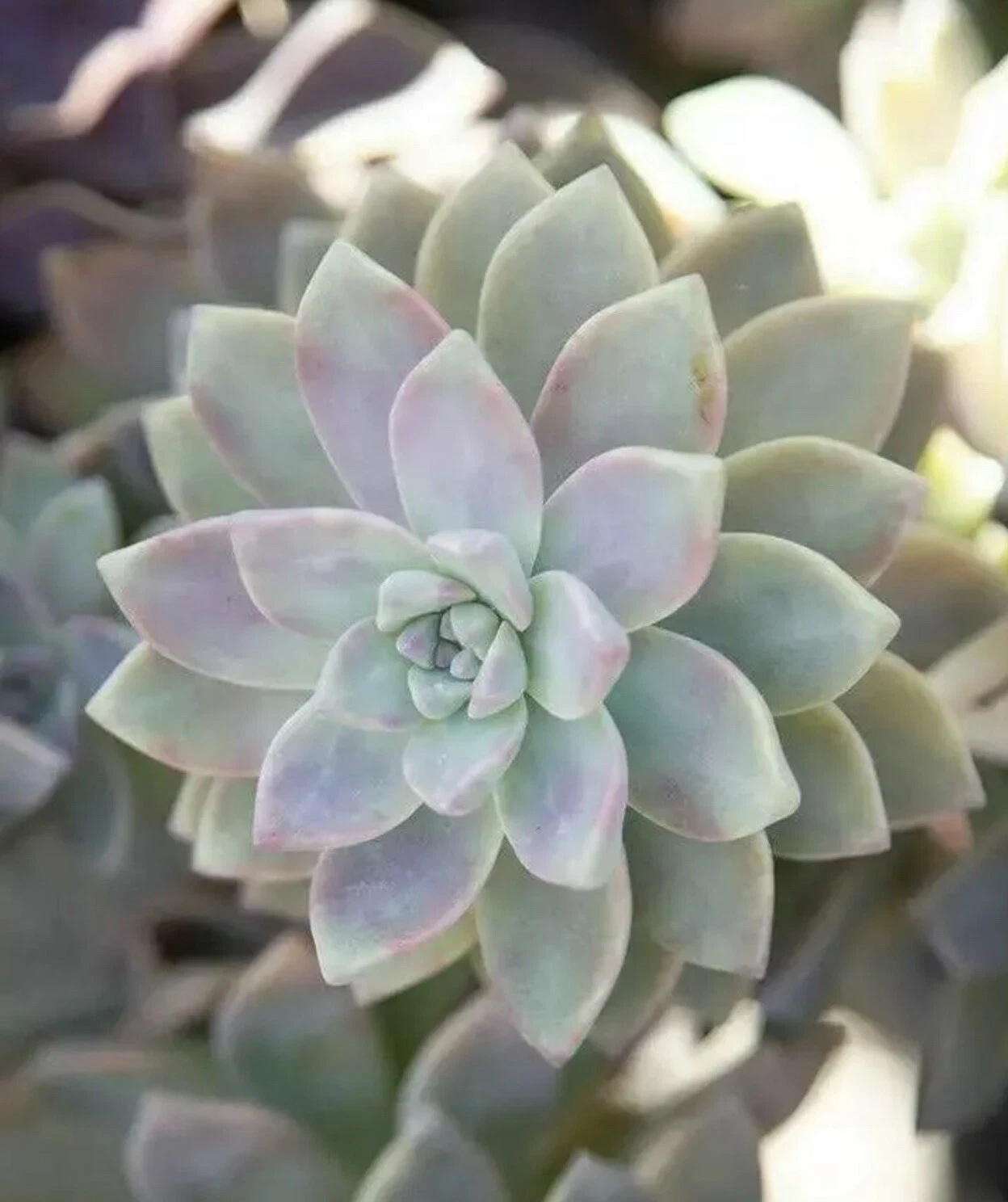 Ghost Plant Succulent Cuttings – 4 Unrooted Graptopetalum paraguayense Stems, 3-4 Inches, Gray to Lavender Foliage, Propagation Material