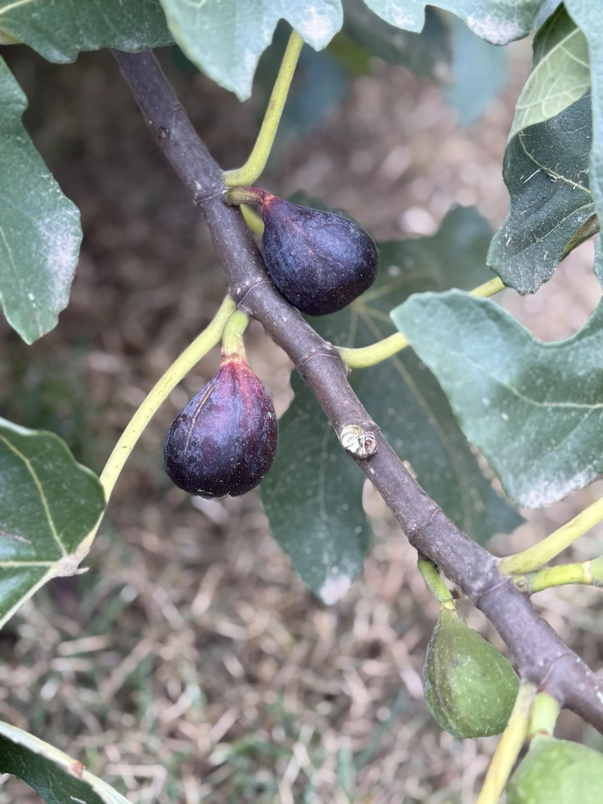 LSU Purple Fig Cutting – 6–10" Hardwood Cutting for Easy Propagation & Productive Fruit Trees